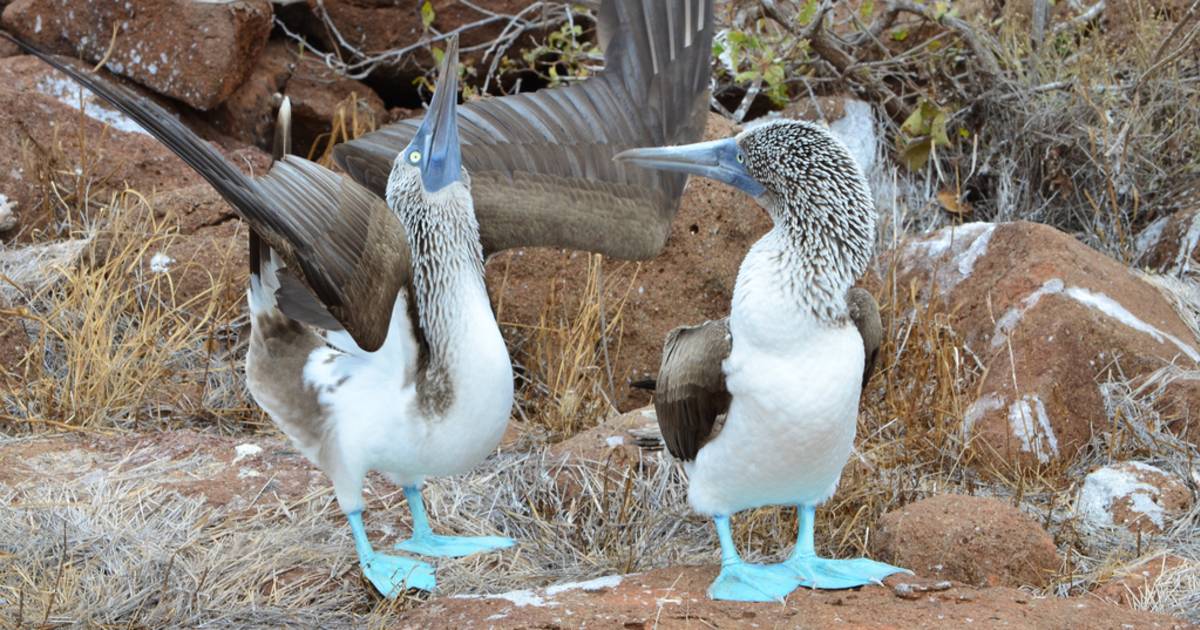 Blue-Footed Booby Performing its Mating Dance in Galapagos Islands - Best Time