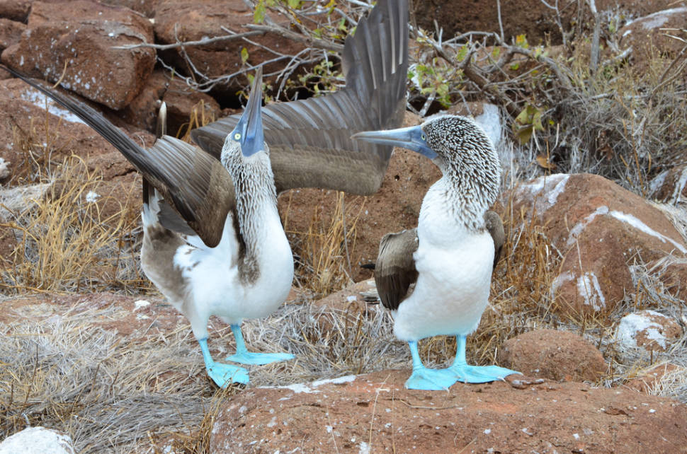 Best Time For Blue Footed Booby Performing Its Mating Dance In Galapagos Islands 2019