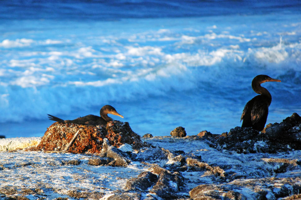 Flightless Cormorant in Galapagos Islands - Best Season