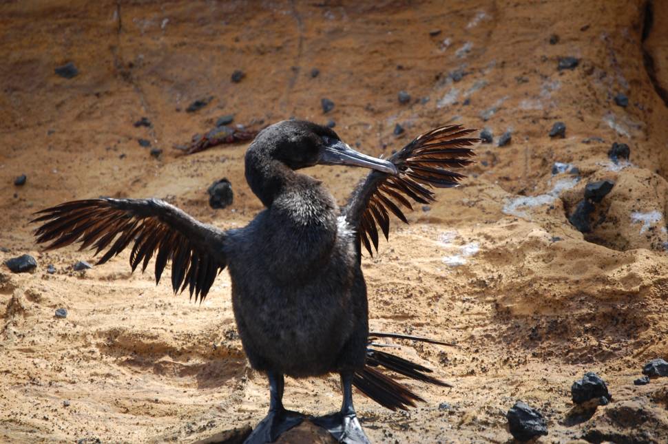 Flightless Cormorant in Galapagos Islands - Best Time