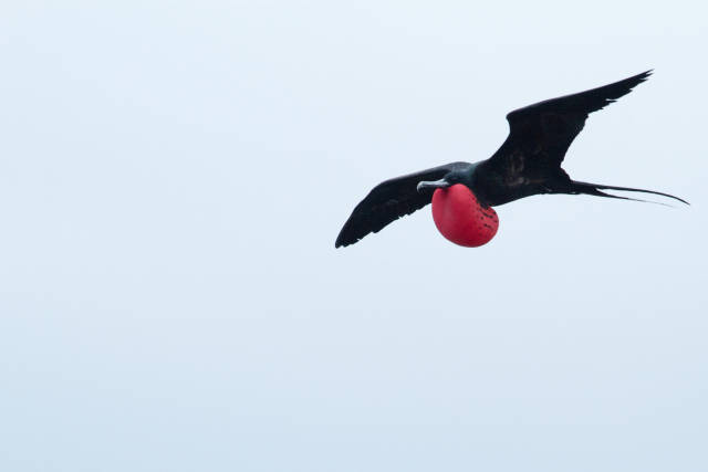 Frigatebirds in Galapagos Islands - Best Time