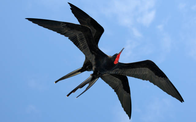 Frigatebirds in Galapagos Islands - Best Season