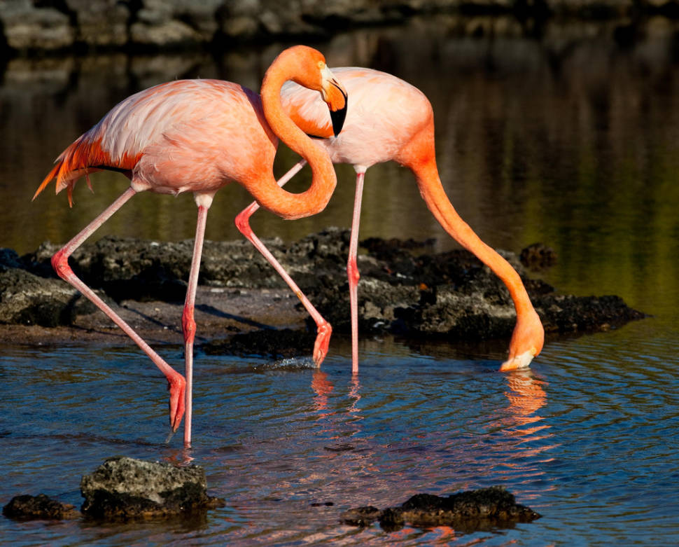 Galapagos Flamingos Courtship Dances in Galapagos Islands - Best Season