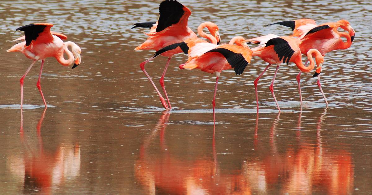 Galapagos Flamingos Courtship Dances in Galapagos Islands - Best Time
