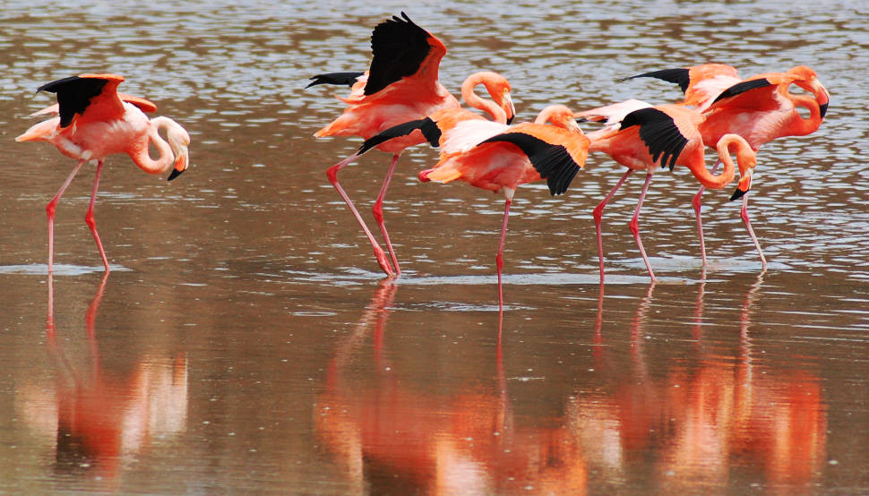 Galapagos Flamingos Courtship Dances in Galapagos Islands - Best Time
