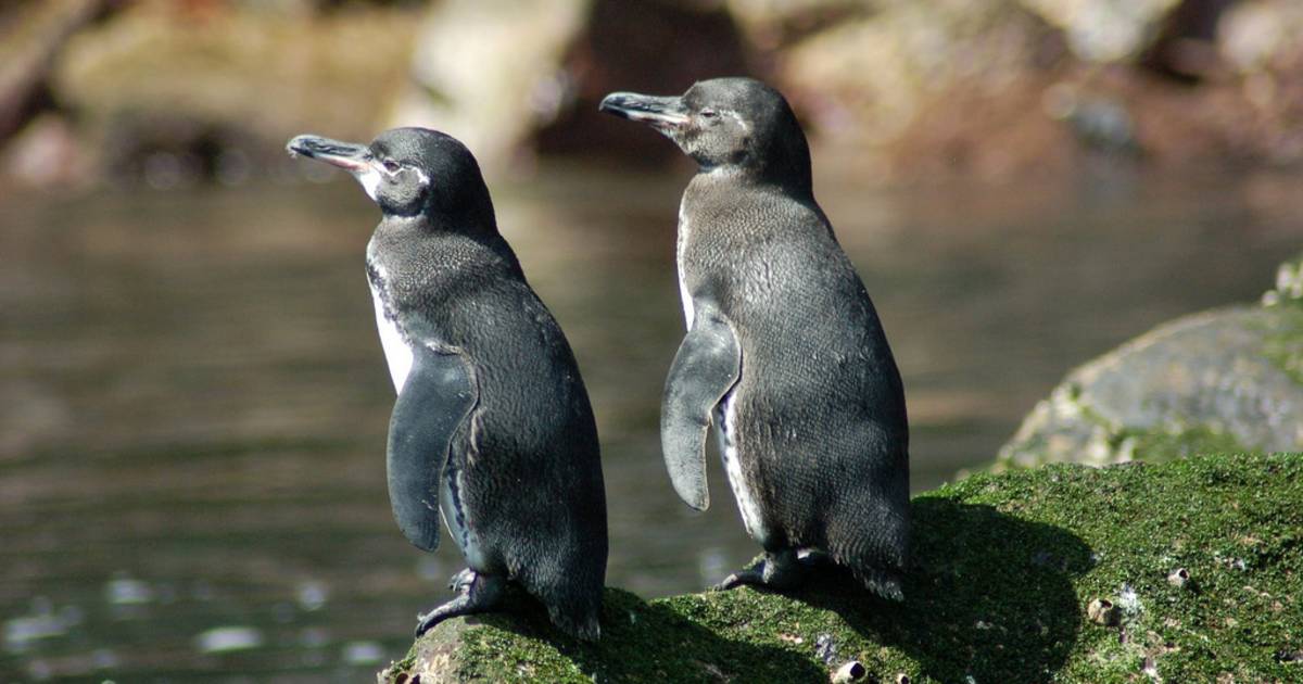 Galapagos Penguins in Galapagos Islands - Best Time
