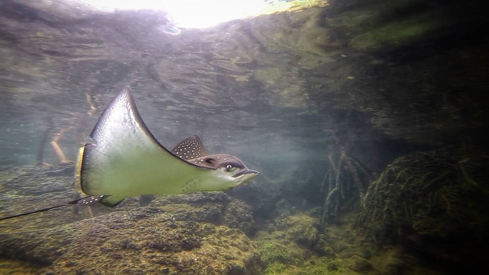 Hammerheads and Manta Season in Galapagos Islands - Best Season
