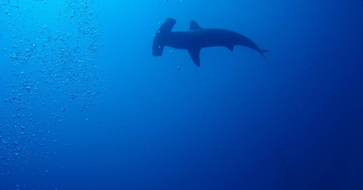 Hammerheads and Manta Season in Galapagos Islands - Best Time