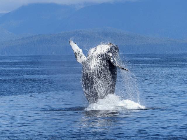 Humpback Whales in Galapagos Islands - Best Time