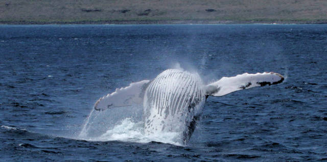 Humpback Whales in Galapagos Islands - Best Season