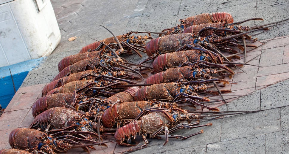 Lobsters Season in Galapagos Islands - Best Season