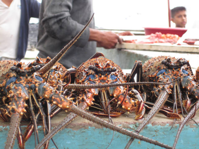 Lobsters Season in Galapagos Islands - Best Time