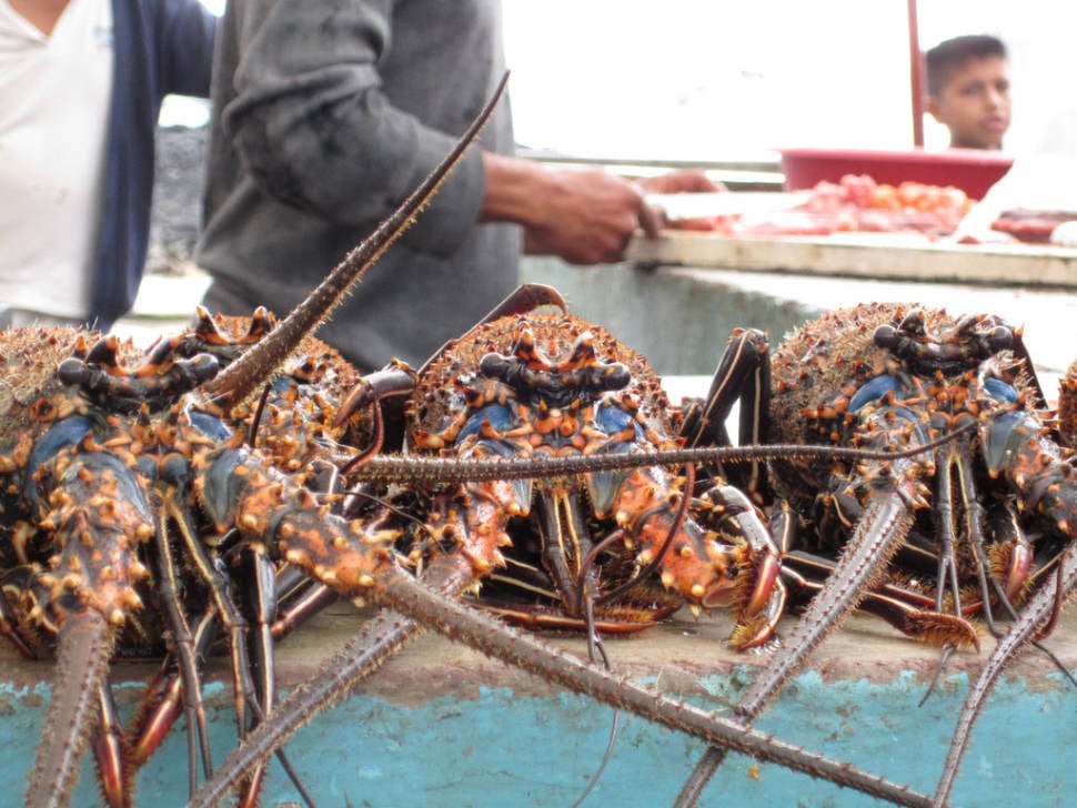 Lobsters Season in Galapagos Islands - Best Time