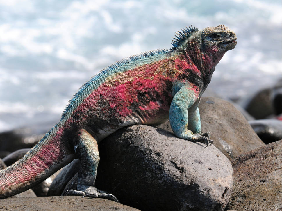 Best time for Marine Iguanas in Galapagos Islands
