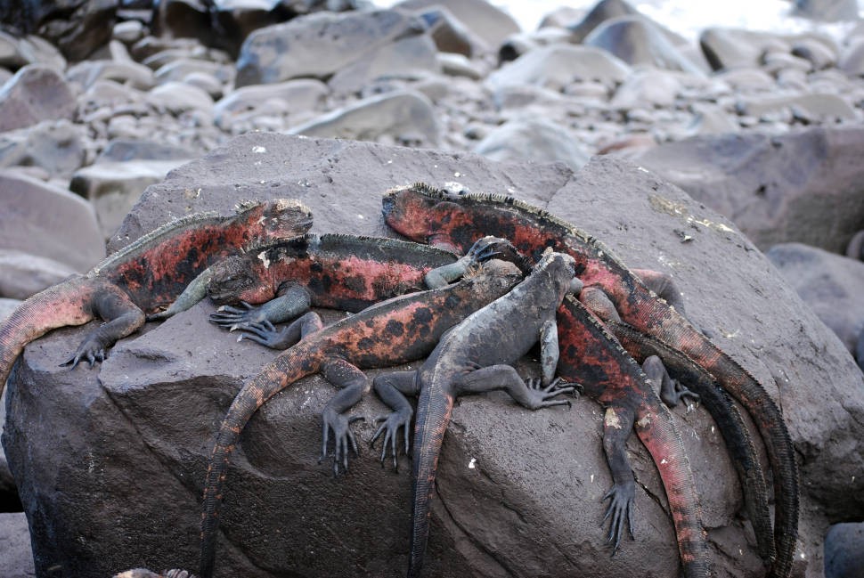 Marine Iguanas in Galapagos Islands - Best Season