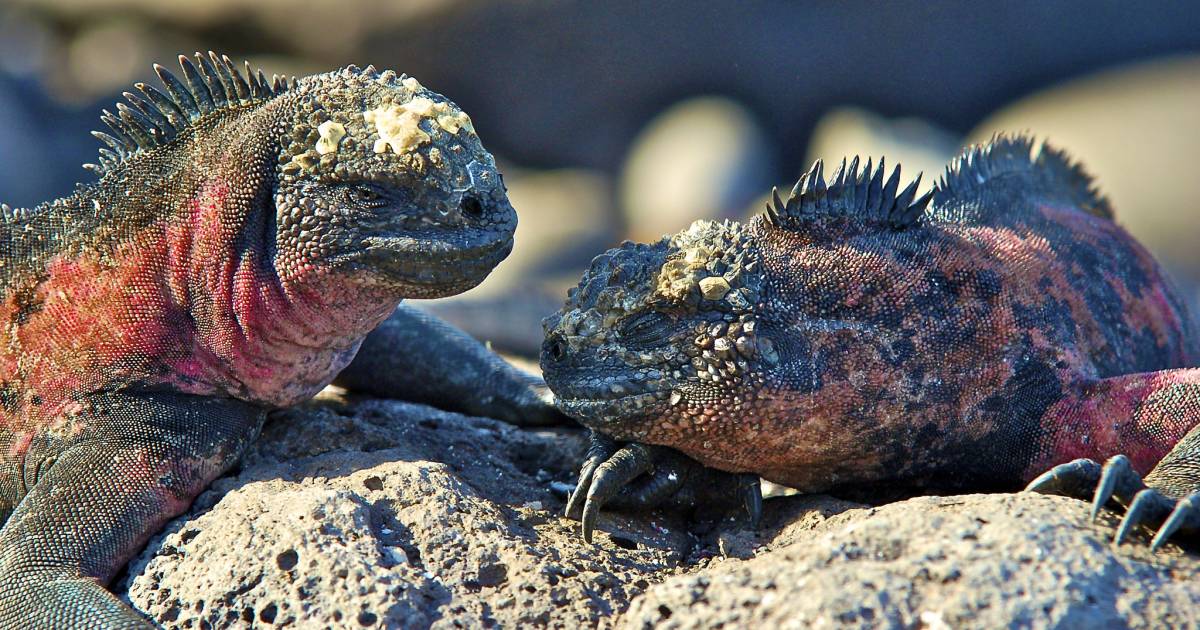 Marine Iguanas in Galapagos Islands - Best Time