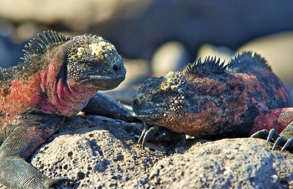 Marine Iguanas in Galapagos Islands - Best Time