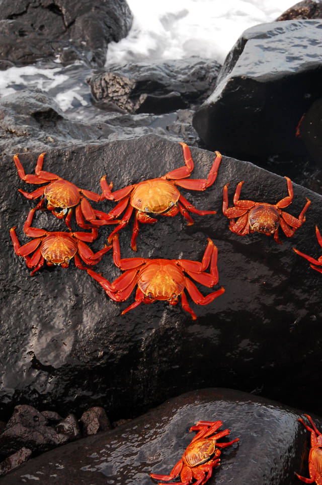 Red Rock Crab in Galapagos Islands - Best Season