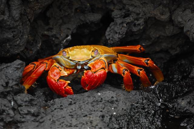 Red Rock Crab in Galapagos Islands - Best Time