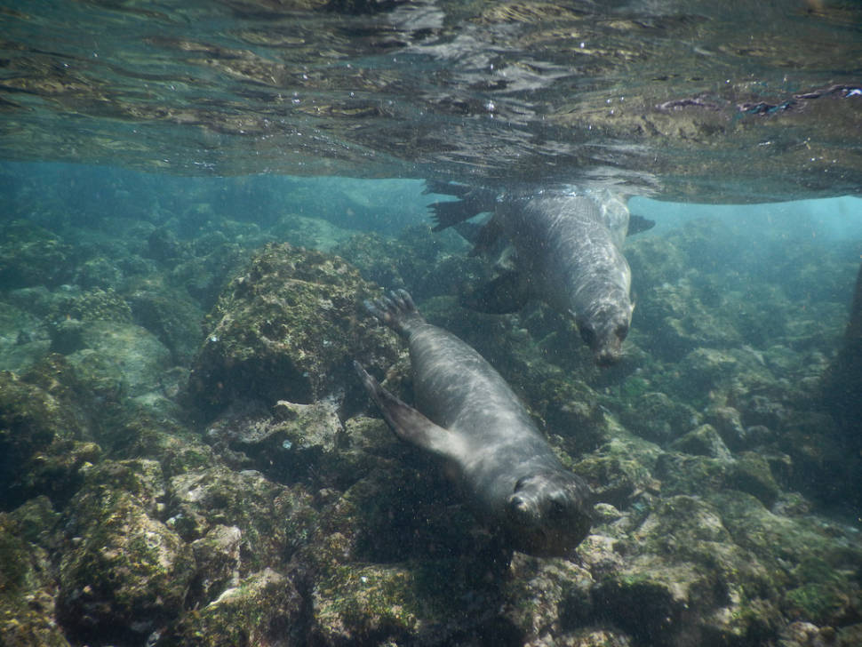 Snorekelling with Sea Lions Pups in Galapagos Islands - Best Season