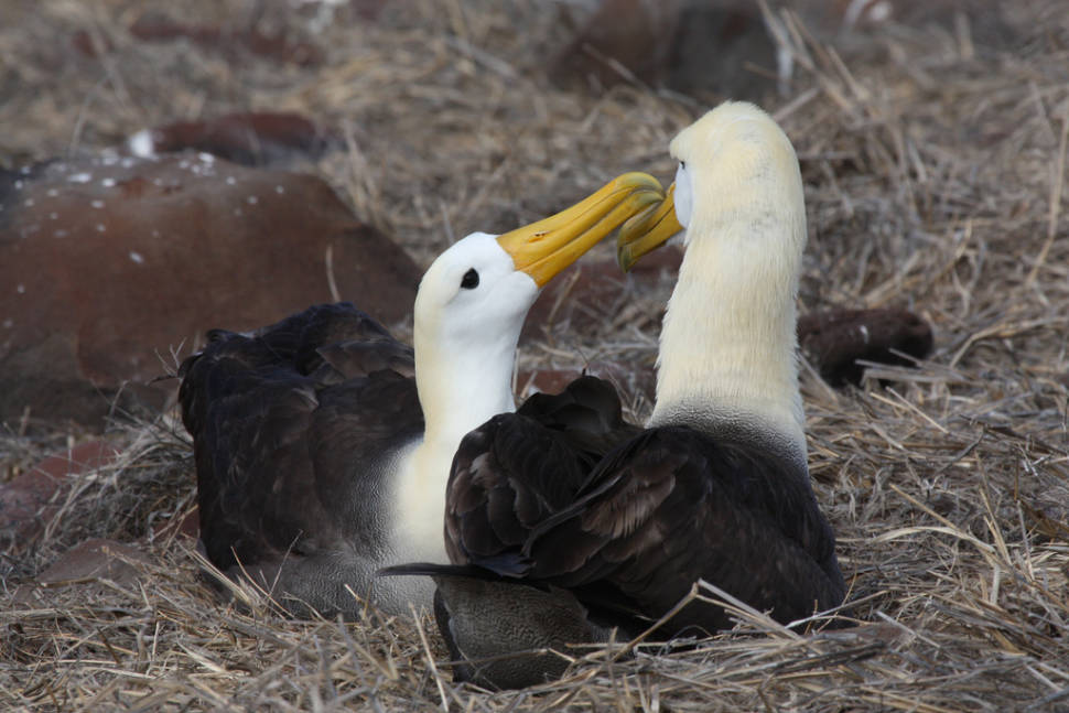 Waved Albatross in Galapagos Islands - Best Season