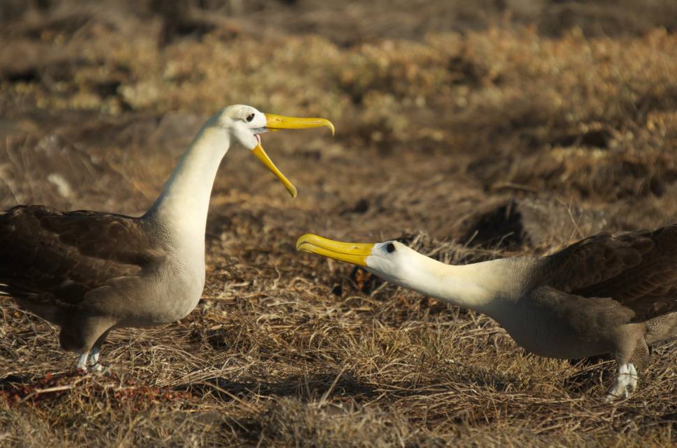 Waved Albatross in Galapagos Islands - Best Time