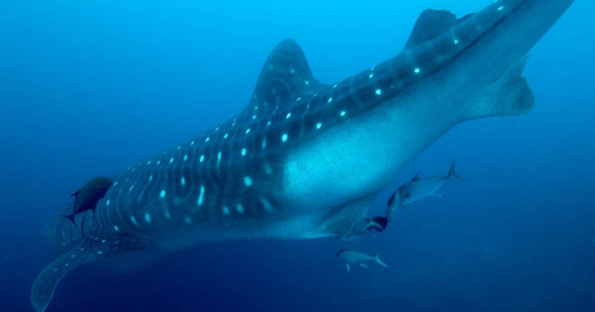 Whale Sharks in Galapagos Islands - Best Time