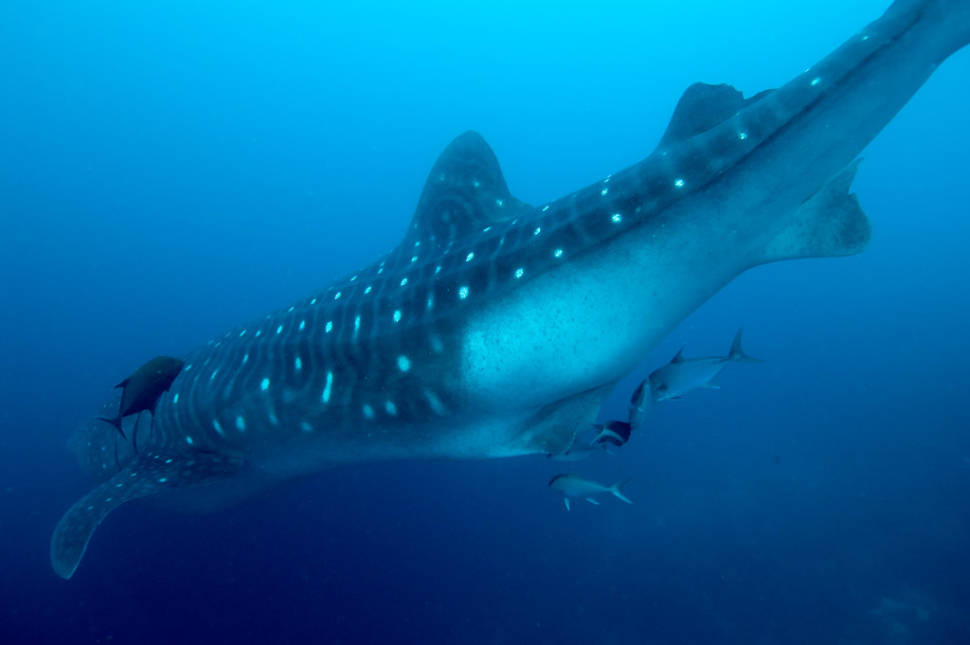 Whale Sharks in Galapagos Islands - Best Time