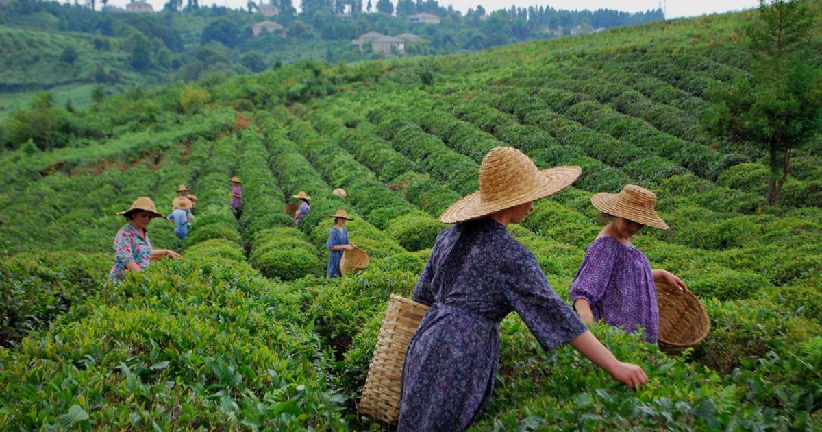 Georgian Tea Season in Georgia - Best Time