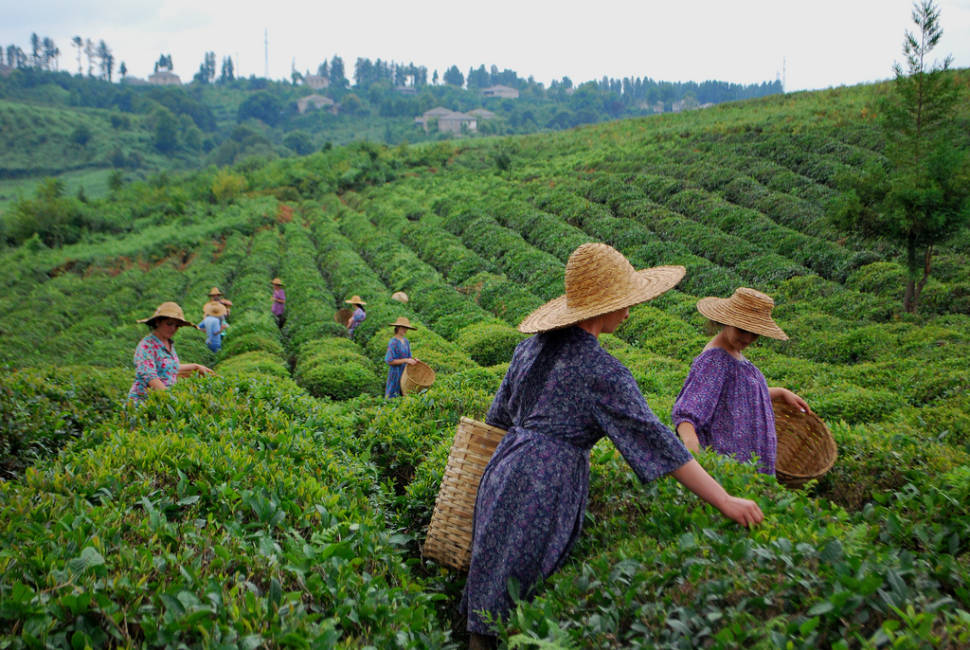 Georgian Tea Season in Georgia - Best Time