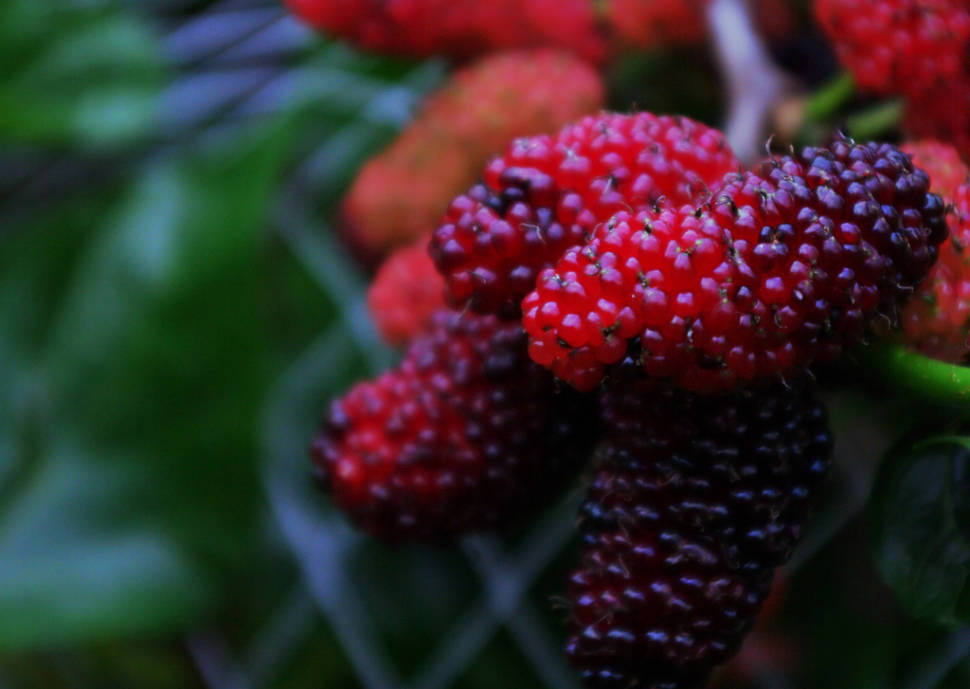 Mulberry Season in Georgia - Best Time