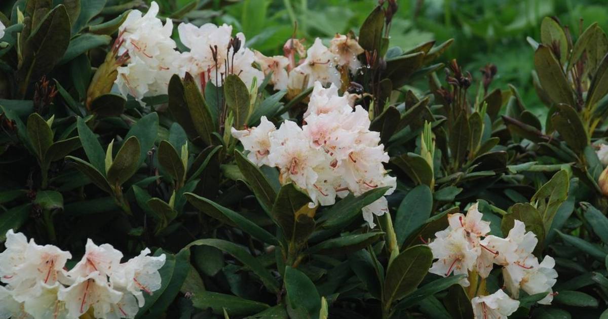 Rhododendron Flowers in Georgia - Best Time