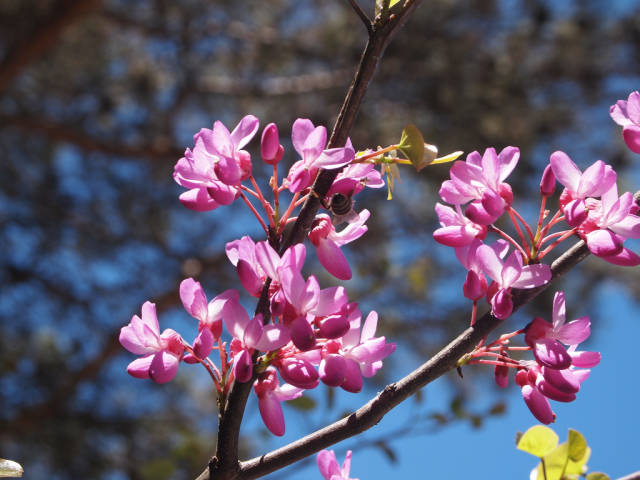 Spring in Georgia - Best Time