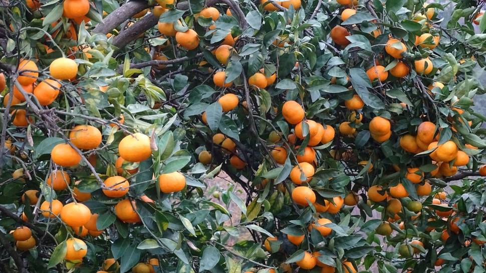 Tangerine Season in Georgia - Best Time