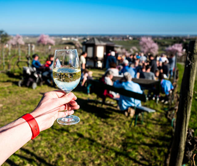 Almond Blossom Along the Wine Route in Germany - Best Season