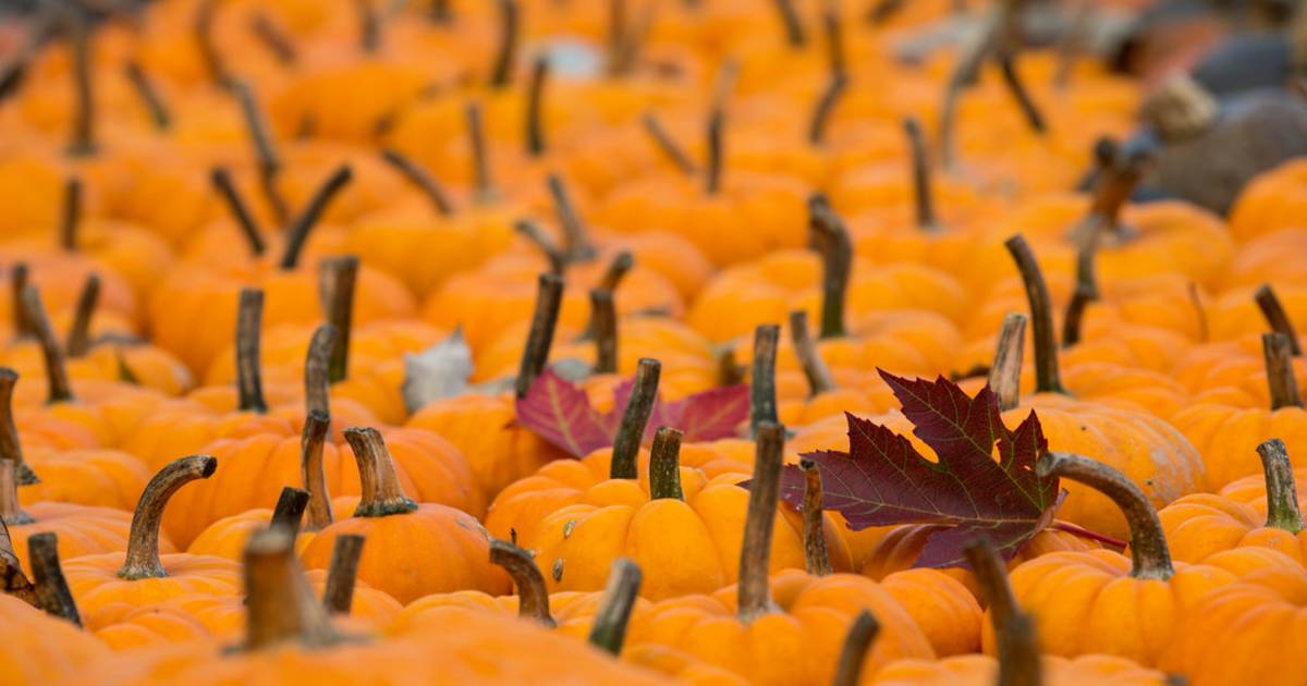 Ludwigsburg Pumpkin Festival in Germany - Best Time