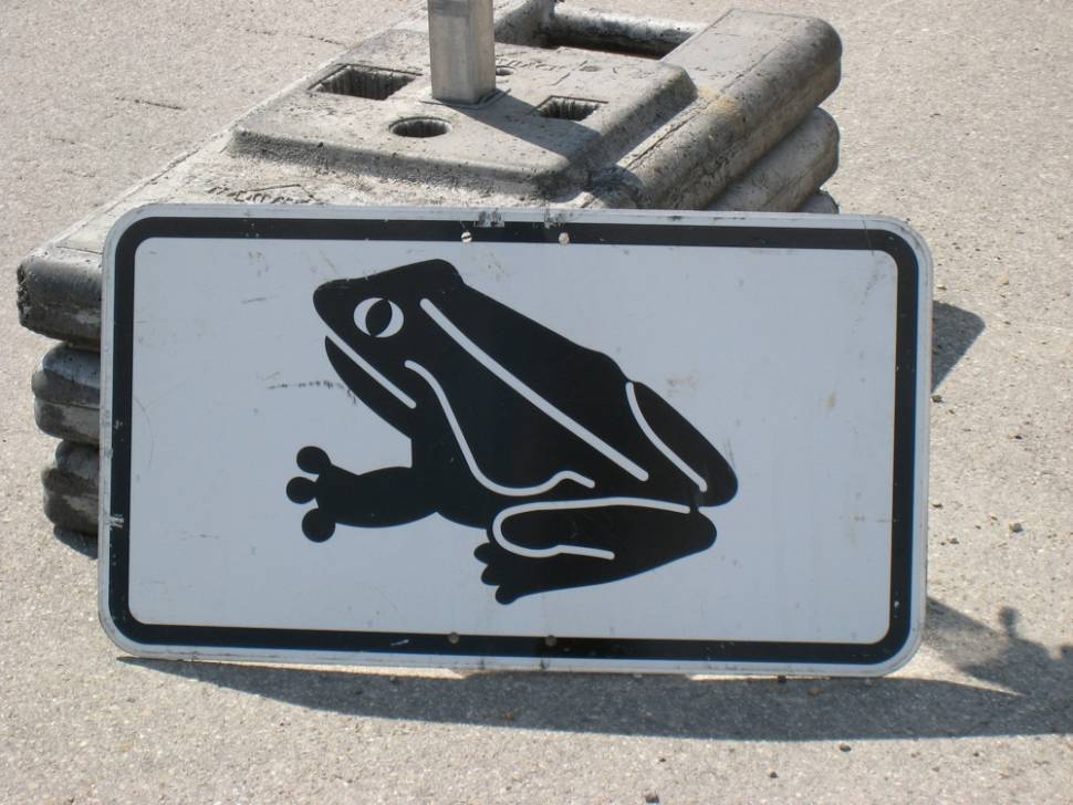 Toad Migration in Germany - Best Time