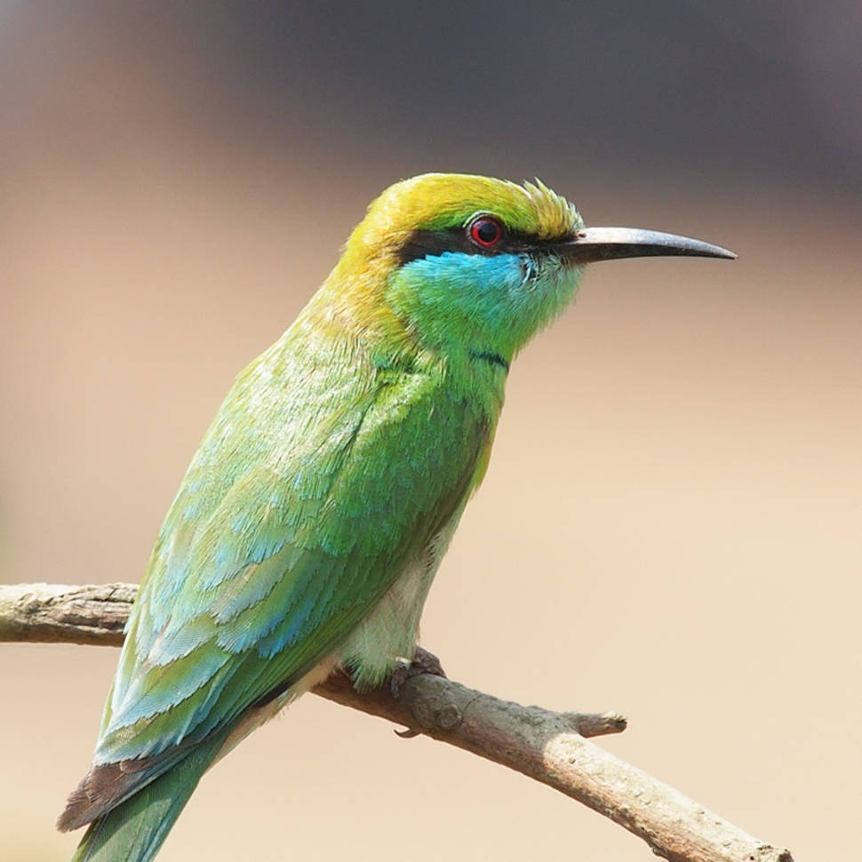 Bee-eater