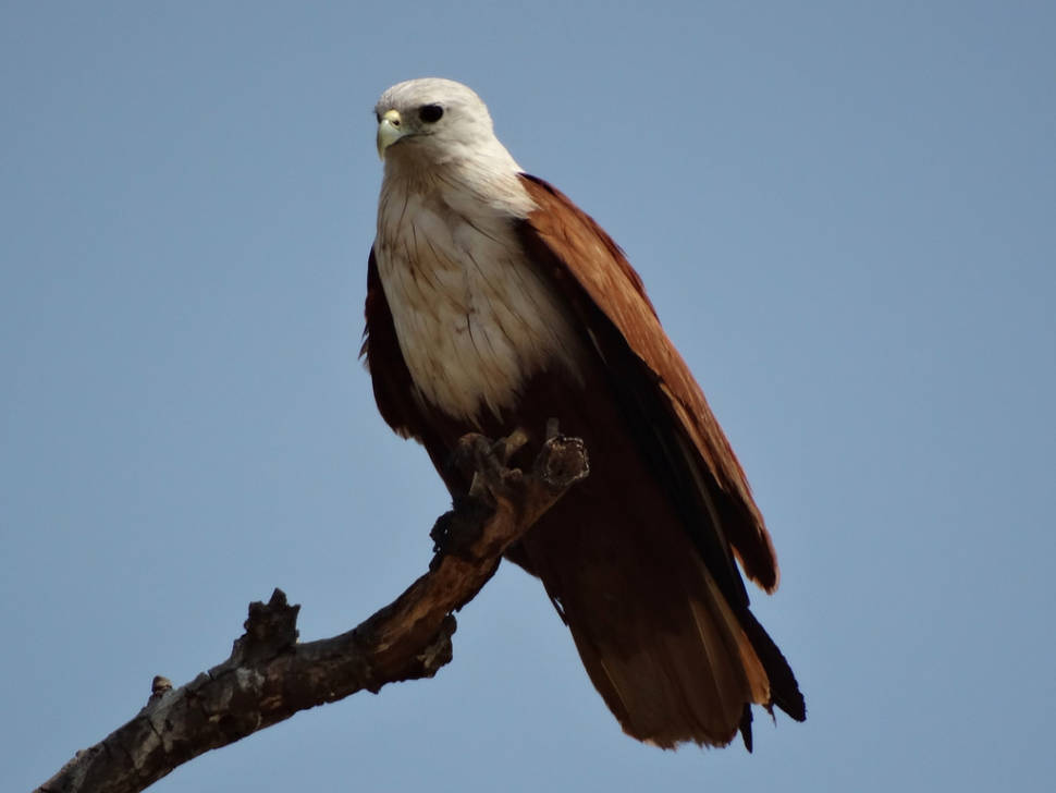 Eagle
