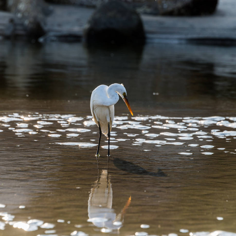 Egret