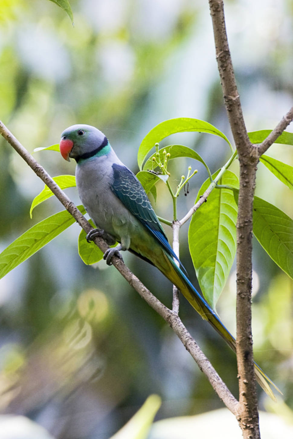 Parakeets