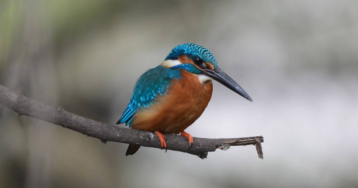 Birdwatching in Goa - Best Time