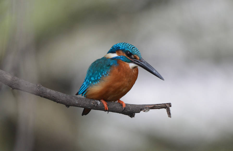 Birdwatching in Goa - Best Time