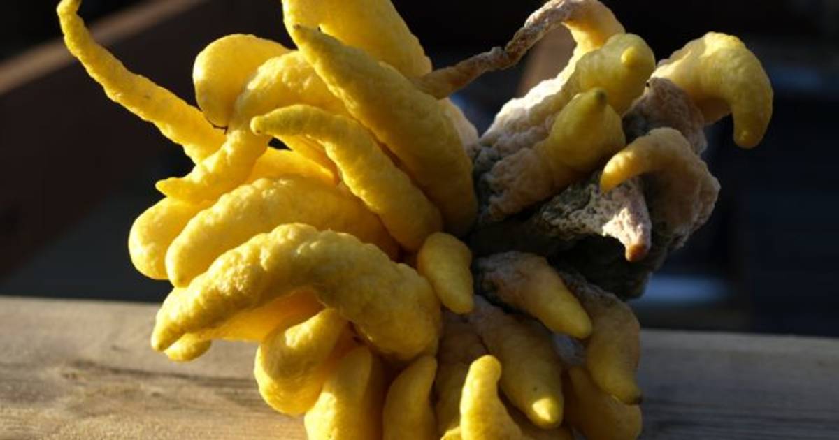 Buddha's Hand Fruit in Goa - Best Time