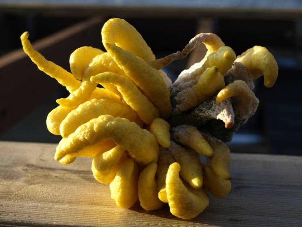 Buddha's Hand Fruit in Goa - Best Time