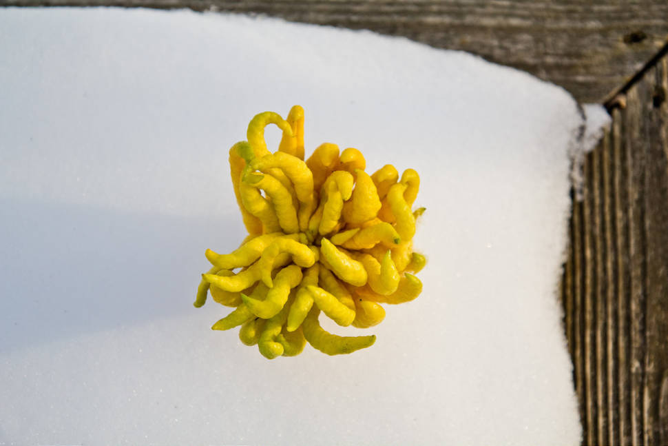 Buddha's Hand Fruit in Goa - Best Season