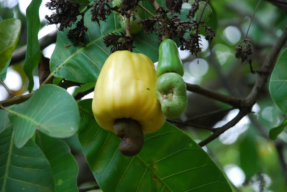 Cashew Season in Goa - Best Time
