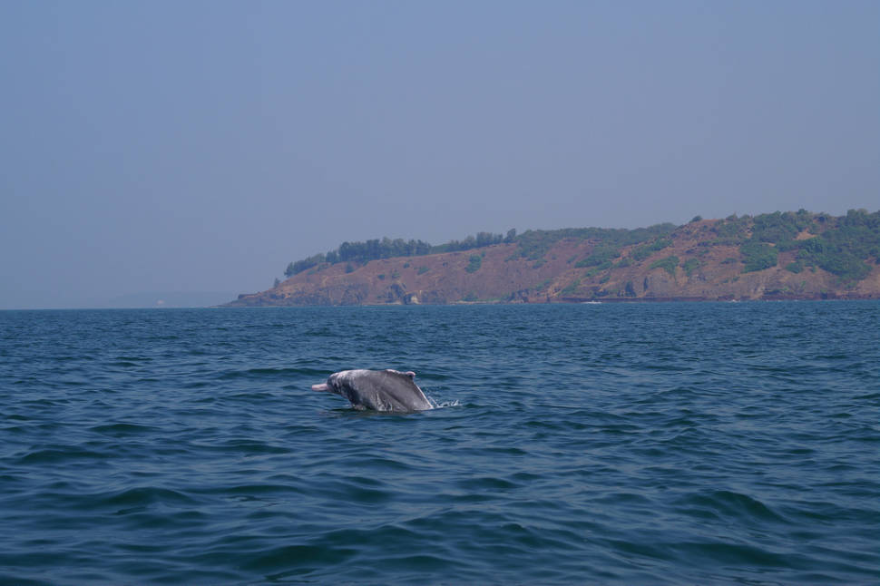 Dolphin Watching in Goa - Best Season