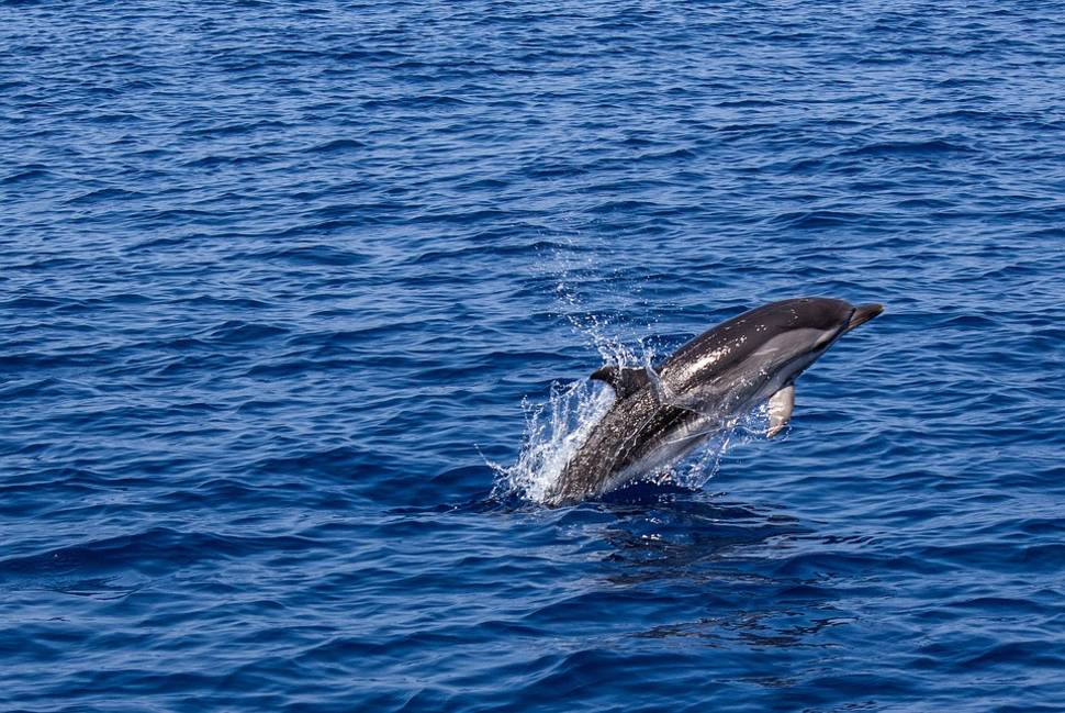 Dolphin Watching in Goa - Best Time
