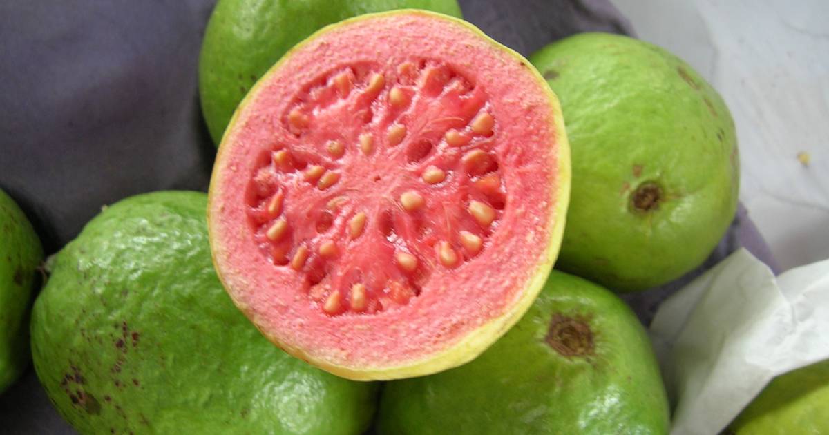 Guava in Goa - Best Time
